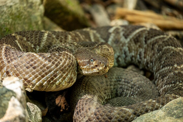 Obraz premium cascabel