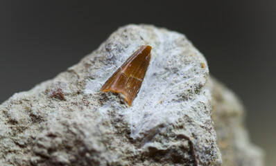 Shark tooth fossil in limestone rock. Jurassic shark Sphenodus Longidens. Close up.