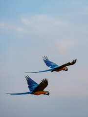 Verção editada, Arara-canindé popularmente conhecida como arara azul e amarela, resgistro foi feito no nortão mato-grossense,  utilizando uma canon R7 com a lente RFs 18-150mm 