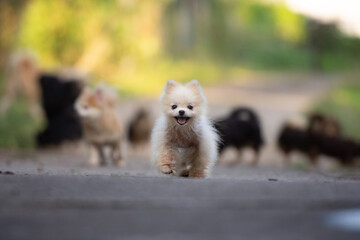 Pomeranian playing outside