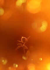 Delicate clover flower in backlight. Summer wonderland.