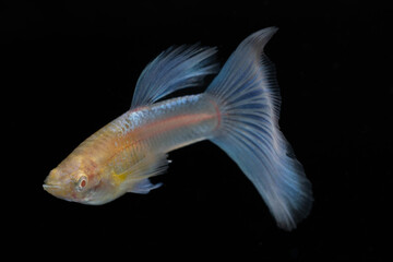 Male albino blue tail fancy guppy fish (Poecilia reticulata) isolated on black background.
