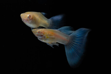 A pair of Albino Blue Tail Guppy Fish (Poecilia reticulata) isolated black background, Male and...