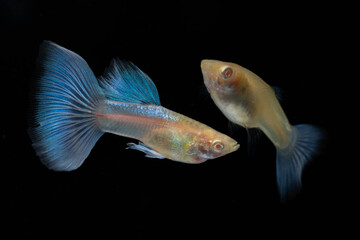 A pair of Albino Blue Tail Guppy Fish (Poecilia reticulata) isolated black background, Male and female fancy guppy. - obrazy, fototapety, plakaty