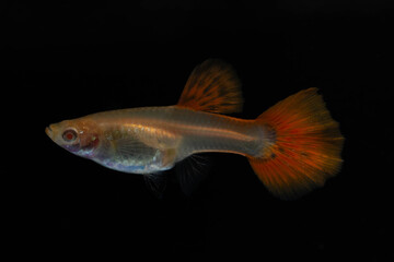 Female albino full red guppy fish isolated on black background.