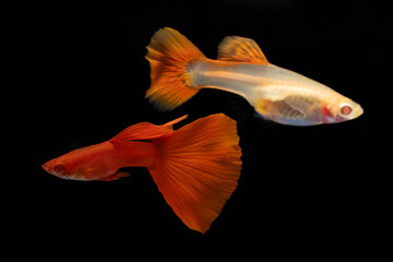 Fototapeta premium A pair of albino full red tail fancy guppy fish (Poecilia reticulata) isolated on black background. male and female guppy.