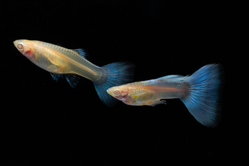 A pair of Albino Blue Tail Guppy Fish (Poecilia reticulata) isolated black background, Male and...