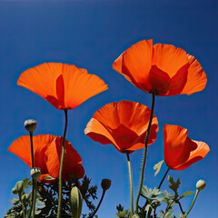 Obraz premium poppy flowers against sky