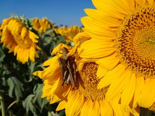 Grasshoppers on a sunflower
