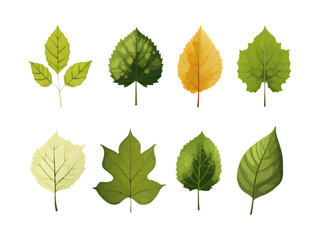 Vector set of leaves on white background