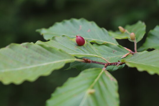 beech galls growing on the upper side of green beech leaves