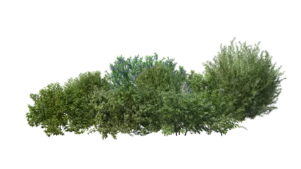 Tuinposter Small garden with various shrubs on transparent background © jomphon