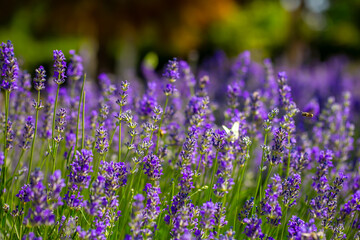 Obraz premium Spring lavender flowers under sunlight. Lilac flowers close up. Beautiful landscape of nature with a panoramic view. Hi spring. long banner