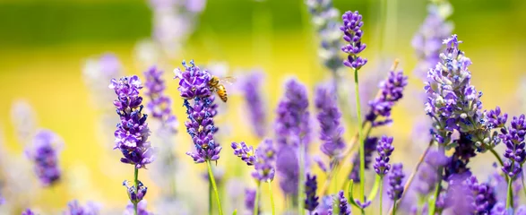 Zelfklevend Fotobehang Spring lavender flowers under sunlight. Bees pollinate flowers and collect pollen. Lavender honey. Beautiful landscape of nature with a panoramic view. Hi spring. long banner © Vera