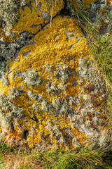 Green and yellow lichen on a rock on a beach near Peninver on the Kintyre Peninsula, Argyll & Bute, Scotland UK
