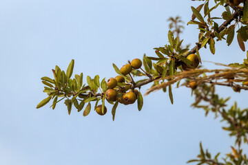 Fruits of a wild pear on a branch against blue sky on Corfu island