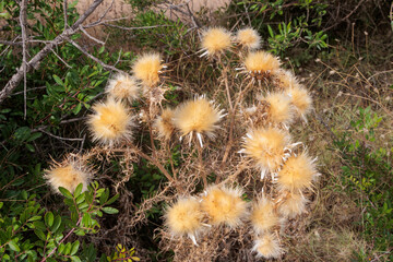 Thistle growing wild on Corfu island with dried seed heads
