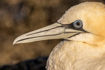 Northern Gannet