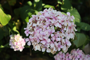Pink flowers of Hydrangea macrophylla. Plant also called hortensia