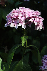 Pink flowers of Hydrangea macrophylla. Plant also called hortensia