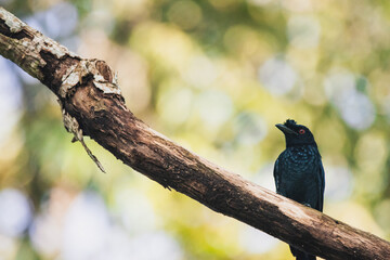 Bird on tree branch 