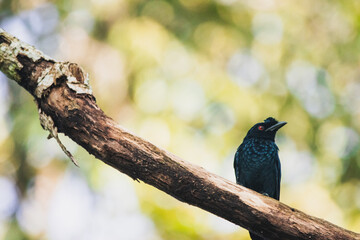 Bird on tree branch 