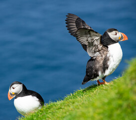 Papageientaucher gelandet