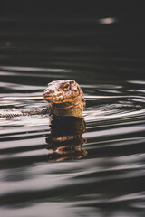 Monitor Lizard swimming.