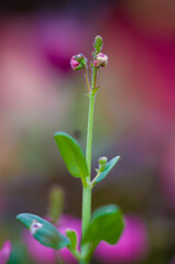 delicate little flower