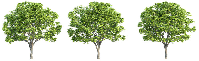 Obraz premium set of trees, 3D rendering, isolated on a transparent background. Perfect for illustration, digital composition, and architecture visualization