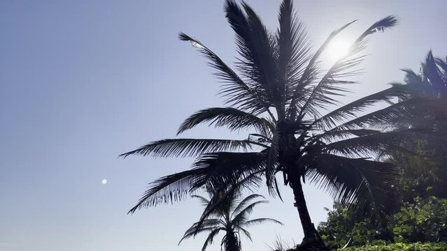 Palmeras