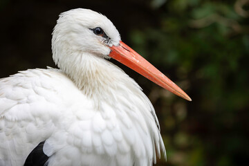 Beautiful portrai of a white stork, horizontal