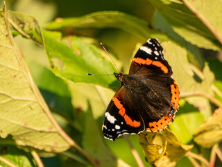Schmetterling