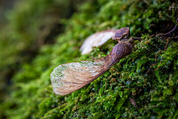 Seeds of a maple lying on the ground in autumn