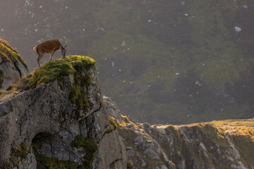 Red Deer on the Saddle