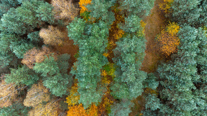 Naklejka na ściany i meble bird's eye view of a beautiful autumn forest. Golden colors, mixed forest