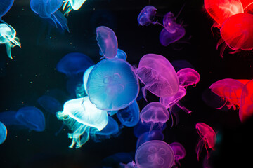 A colony of glowing blue and red jellyfish in the aquarium © The white spot