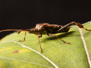 Amerikanische Kiefernwanze