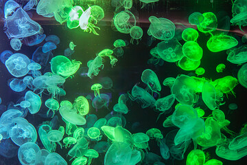 A colony of glowing green and blue jellyfish in an aquarium.