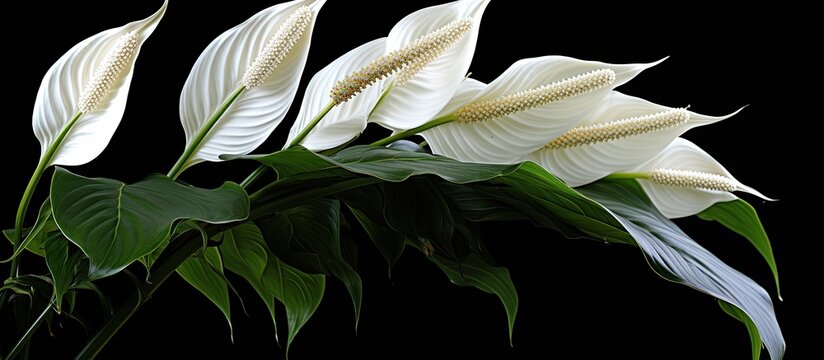 The scientific name for the Peace Lily is Spathiphyllum floribundum N E Br