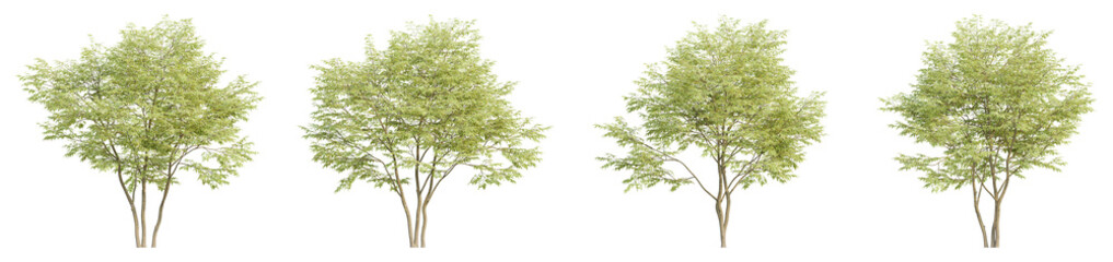 set of trees, 3D rendering, isolated on a transparent background. Perfect for illustration, digital composition, and architecture visualization