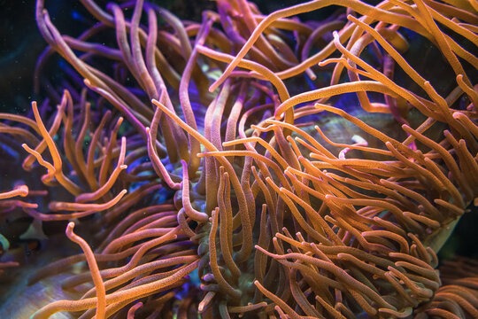 Bubble tip anemone close up view