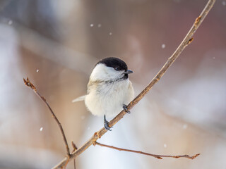 Cute bird the willow tit, song bird sitting on a branch without leaves in the winter.