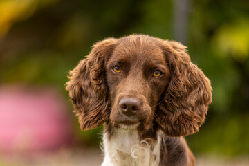 Cocker Spaniel