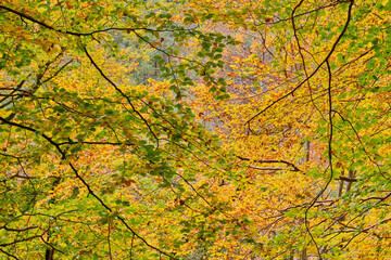 Jesień. Kolory jesieni. Bukowy las w złocie i czerwieni. Rzeczka, wartki strumień i omszałe kamienie.