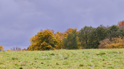 Jesień, kolorowe drzewa przy polnej drodze. Pożółkłe liście, k9olory jesieni. Żółty jesienny liść.