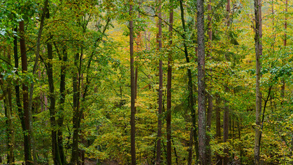 Fototapeta na wymiar Jesień. Kolory jesieni. Bukowy las w złocie i czerwieni. Rzeczka, wartki strumień i omszałe kamienie.