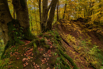 Jesień. Kolory jesieni. Bukowy las w złocie i czerwieni. Rzeczka, wartki strumień i omszałe kamienie. - obrazy, fototapety, plakaty