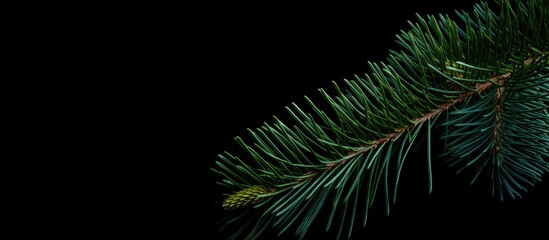 Fototapeta na wymiar Close up view of the foliage of a pine tree