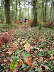 Autumn stroll in the forest. Small oak branch with green and brown leaves in foreground; in background out of focus figures of people walking among trees.